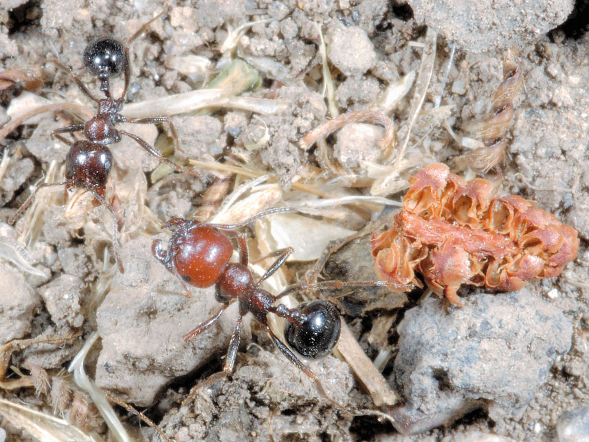 Formiche in onore di Ezio Sgr� - Tetramonium